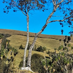 Quien a buen árbol se arrima